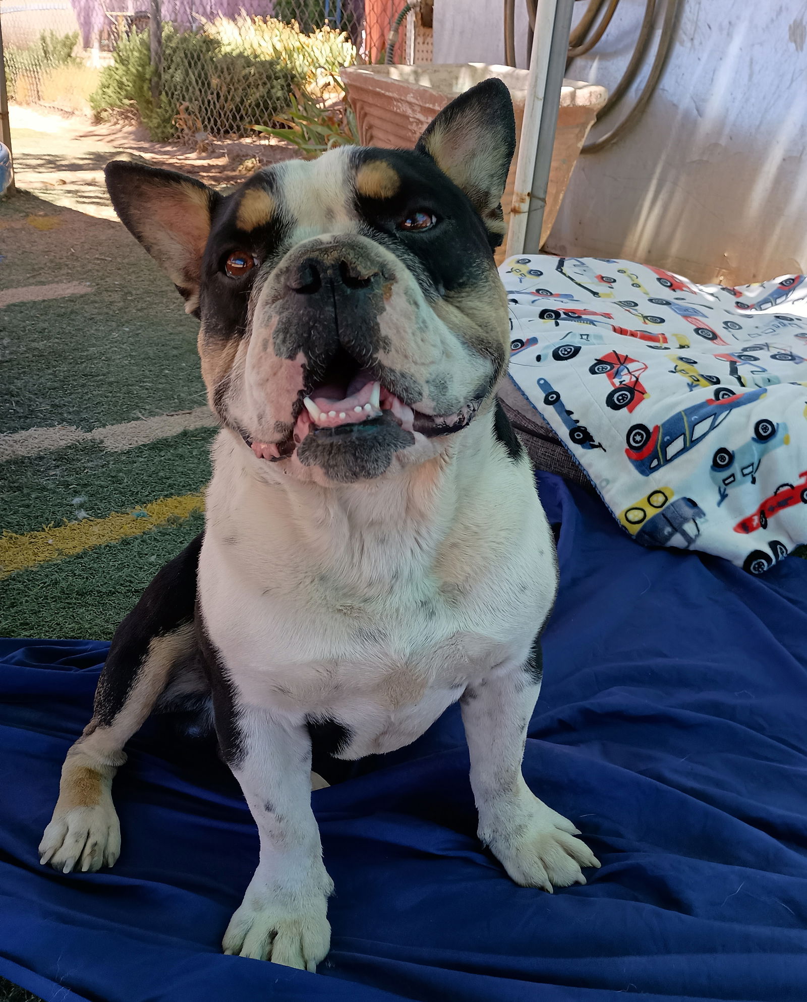 adoptable Dog in Apple Valley, CA named Rambo