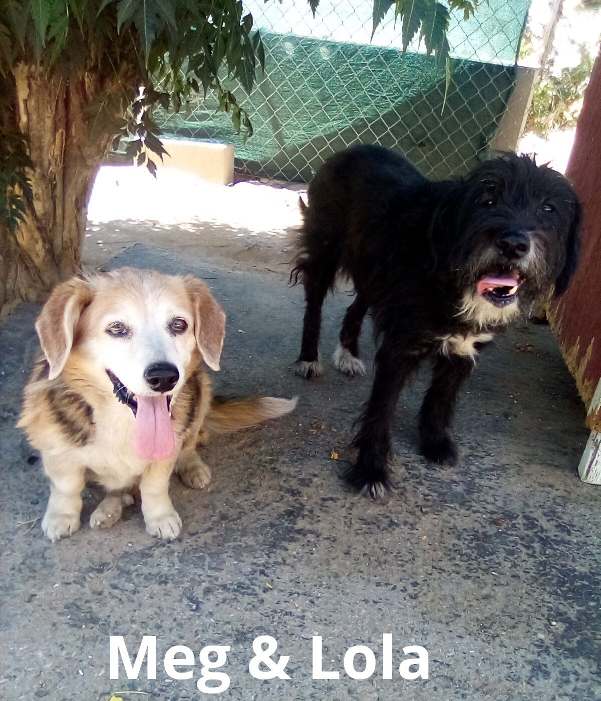 adoptable Dog in Apple Valley, CA named Meg & Lola-ADOPTION pending