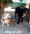 adoptable Dog in  named Meg & Lola-ADOPTION pending