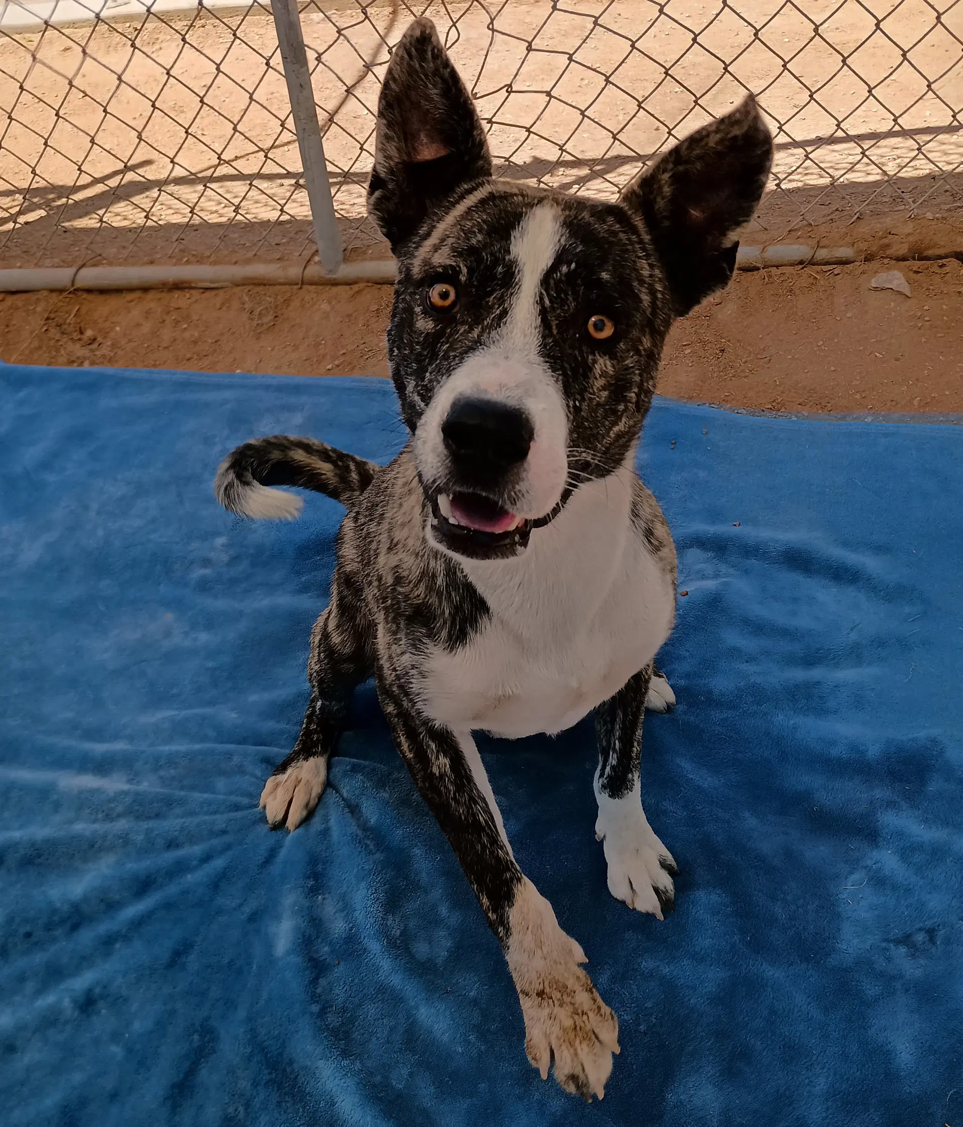 Ferb - Cattle Dog
