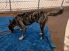 Ferb-IN FOSTER HOME - Photo 3