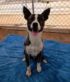 Ferb-IN FOSTER HOME - Photo 4