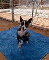 Ferb-IN FOSTER HOME - Photo 8