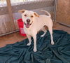 adoptable Dog in Apple Valley, CA named Koa-Well trained; great pal