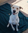 Koa-Well trained; great pal - Photo 2