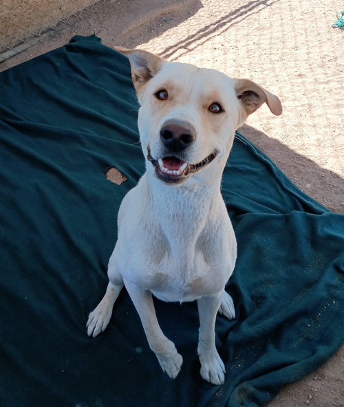 KOA-WELL TRAINED; GREAT PAL - Shepherd available for adoption