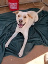 Koa-Well trained; great pal - Photo 3