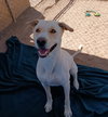 Koa-Well trained; great pal - Photo 4