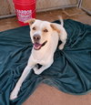 Koa-Well trained; great pal - Photo 5