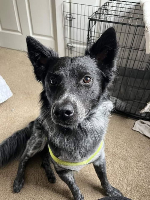 ARIES- - Border Collie / Queensland Heeler available for adoption