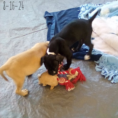 Gamora-in a foster home — thumbnail 9