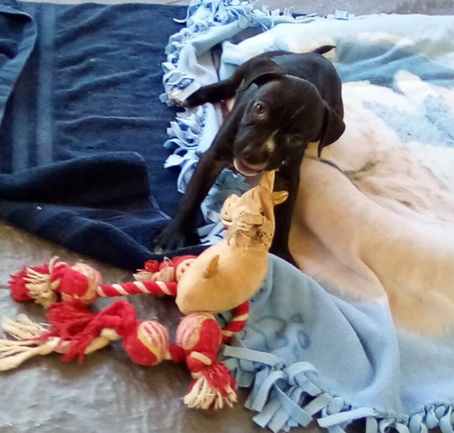 Gamora-in a foster home — thumbnail 10