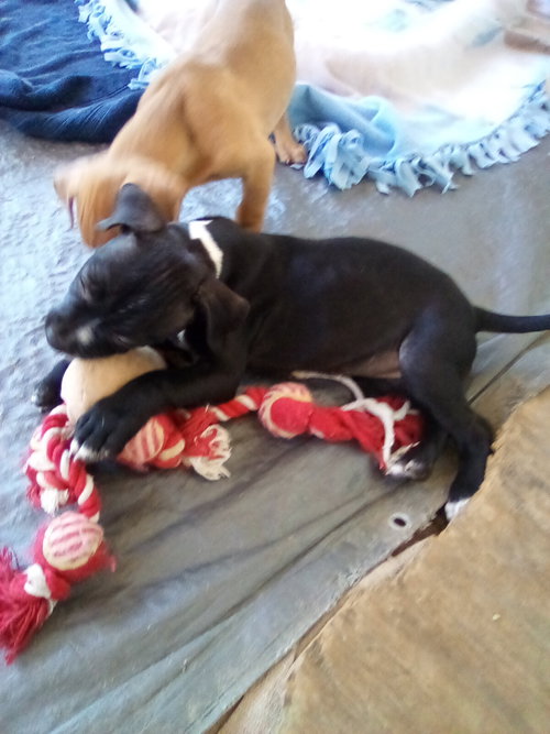 Gamora-in a foster home — thumbnail 11