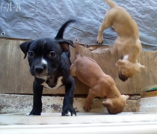 Gamora-in a foster home — thumbnail 12
