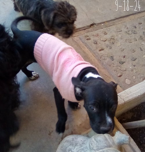 Gamora-in a foster home — thumbnail 6
