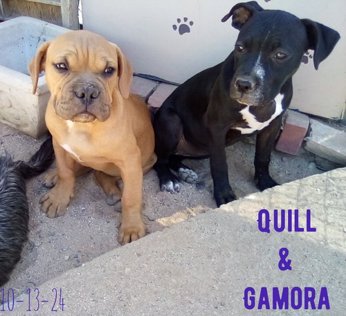 Gamora-in a foster home — thumbnail 3