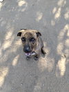 Parvati-good candidate for therapy pooch - Photo 2