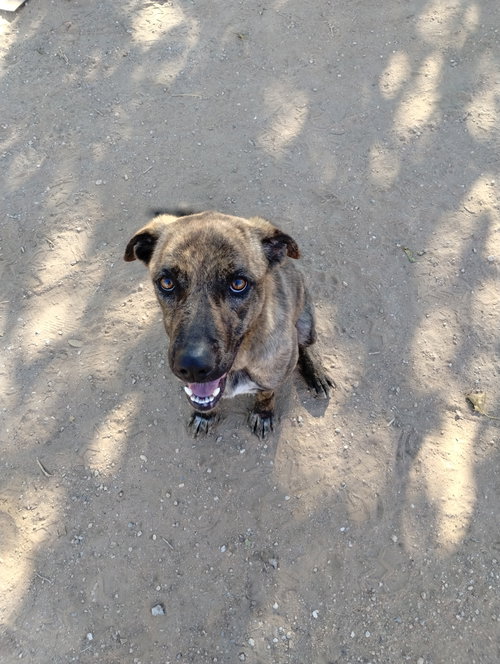 PARVATI-GOOD CANDIDATE FOR THERAPY POOCH - Terrier available for adoption