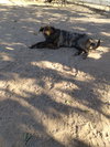 Parvati-good candidate for therapy pooch - Photo 3