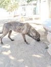 Parvati-good candidate for therapy pooch - Photo 1