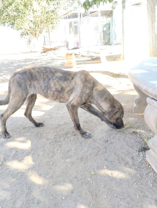 picture of the dog needing adoption