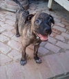 Parvati-good candidate for therapy pooch - Photo 7