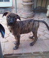 Parvati-good candidate for therapy pooch - Photo 8