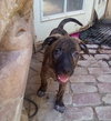Parvati-good candidate for therapy pooch - Photo 9