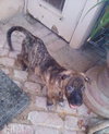 Parvati-good candidate for therapy pooch - Photo 10