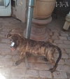 Parvati-good candidate for therapy pooch - Photo 11