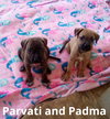 Parvati-good candidate for therapy pooch - Photo 12