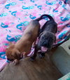 Parvati-good candidate for therapy pooch - Photo 13