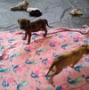 Parvati-good candidate for therapy pooch - Photo 15