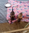 Parvati-good candidate for therapy pooch - Photo 14