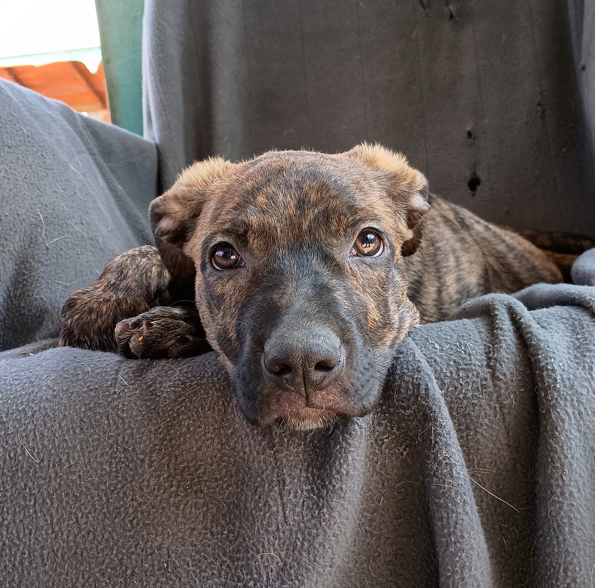 Parvati-Good Candidate For Therapy Pooch image 4
