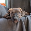 Parvati-good candidate for therapy pooch - Photo 6