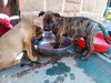 Parvati-good candidate for therapy pooch - Photo 4