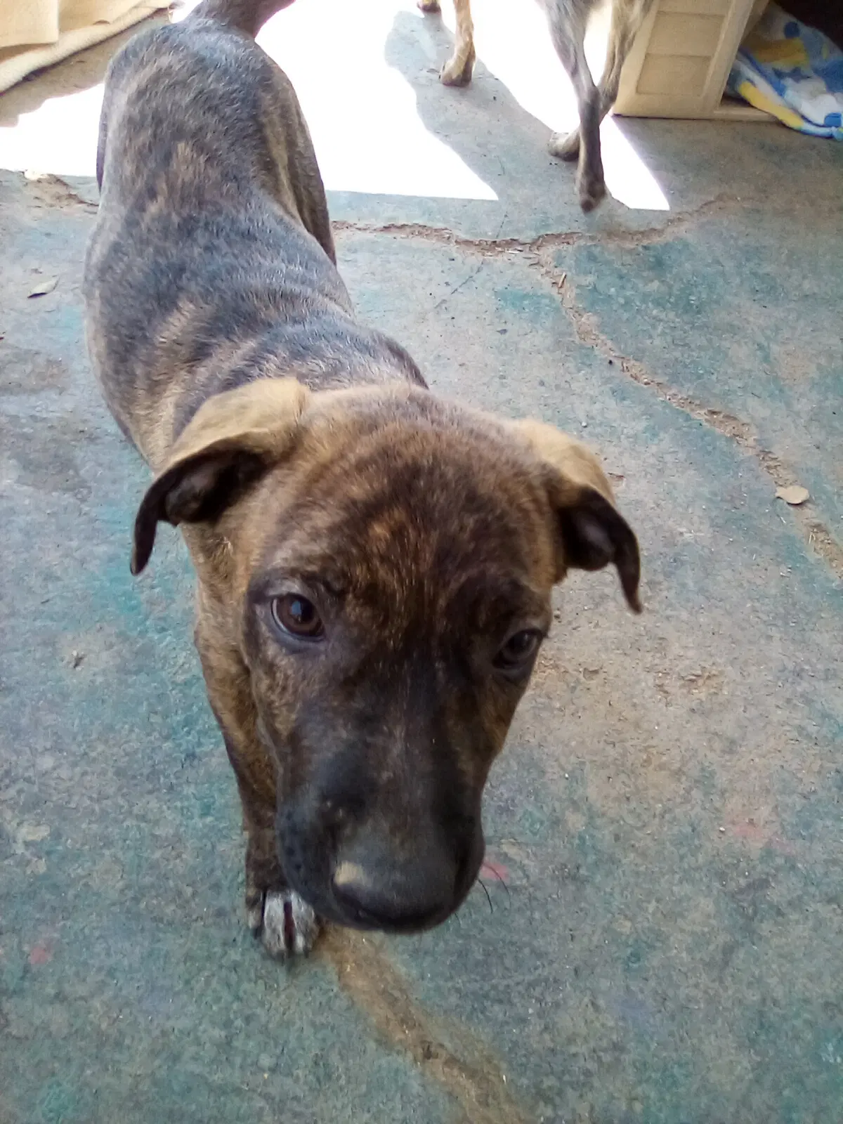 Parvati-Good Candidate For Therapy Pooch image 3