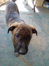 Parvati-good candidate for therapy pooch - Photo 5