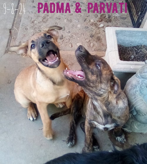 Padma — thumbnail 2
