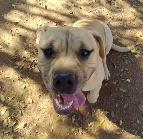 picture of the dog needing adoption