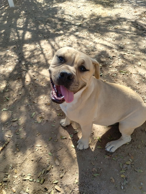 MANTIS - HAS SIS GAMORA - Bulldog available for adoption