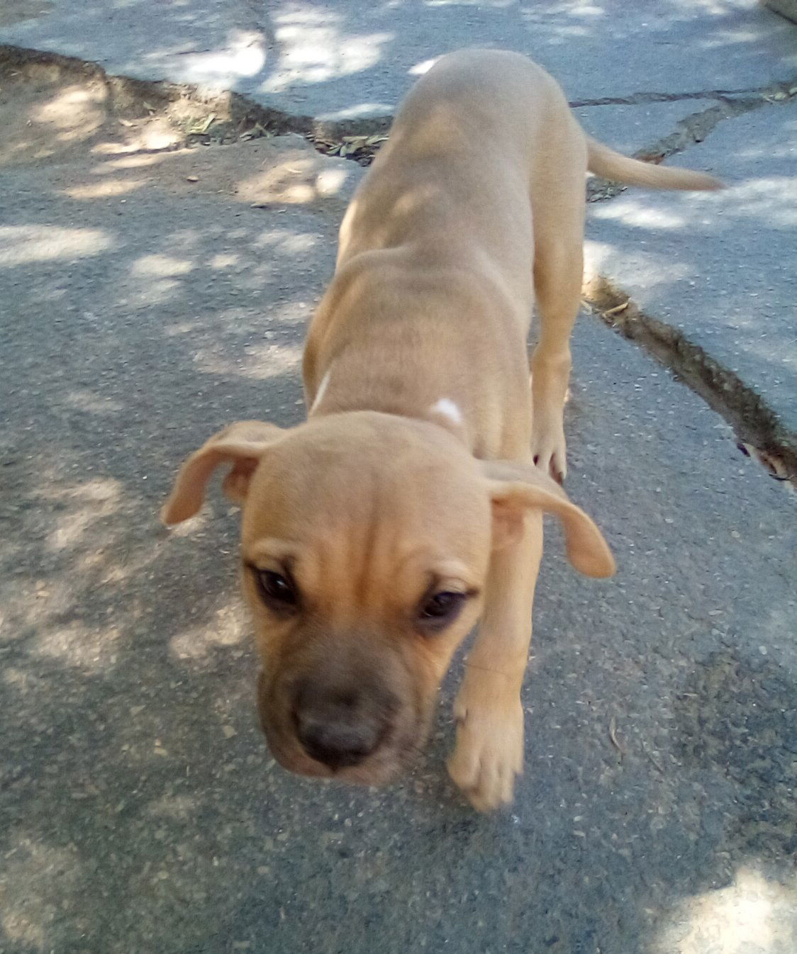 adoptable Dog in Apple Valley, CA named Mantis - 1 of 3 pups