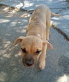 adoptable Dog in Apple Valley, CA named Mantis - 1 of 3 pups