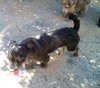 Poe - Photo 6