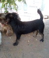 Poe - Photo 8