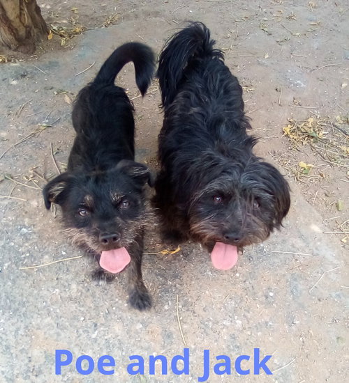 POE - Terrier / Poodle (Miniature) available for adoption