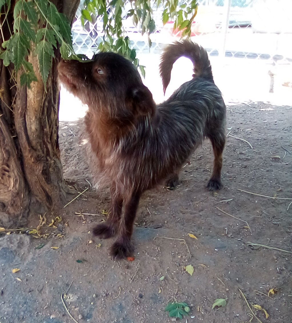 adoptable Dog in Apple Valley, CA named Dumpling