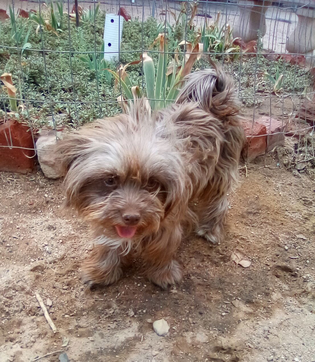 adoptable Dog in Apple Valley, CA named Harper