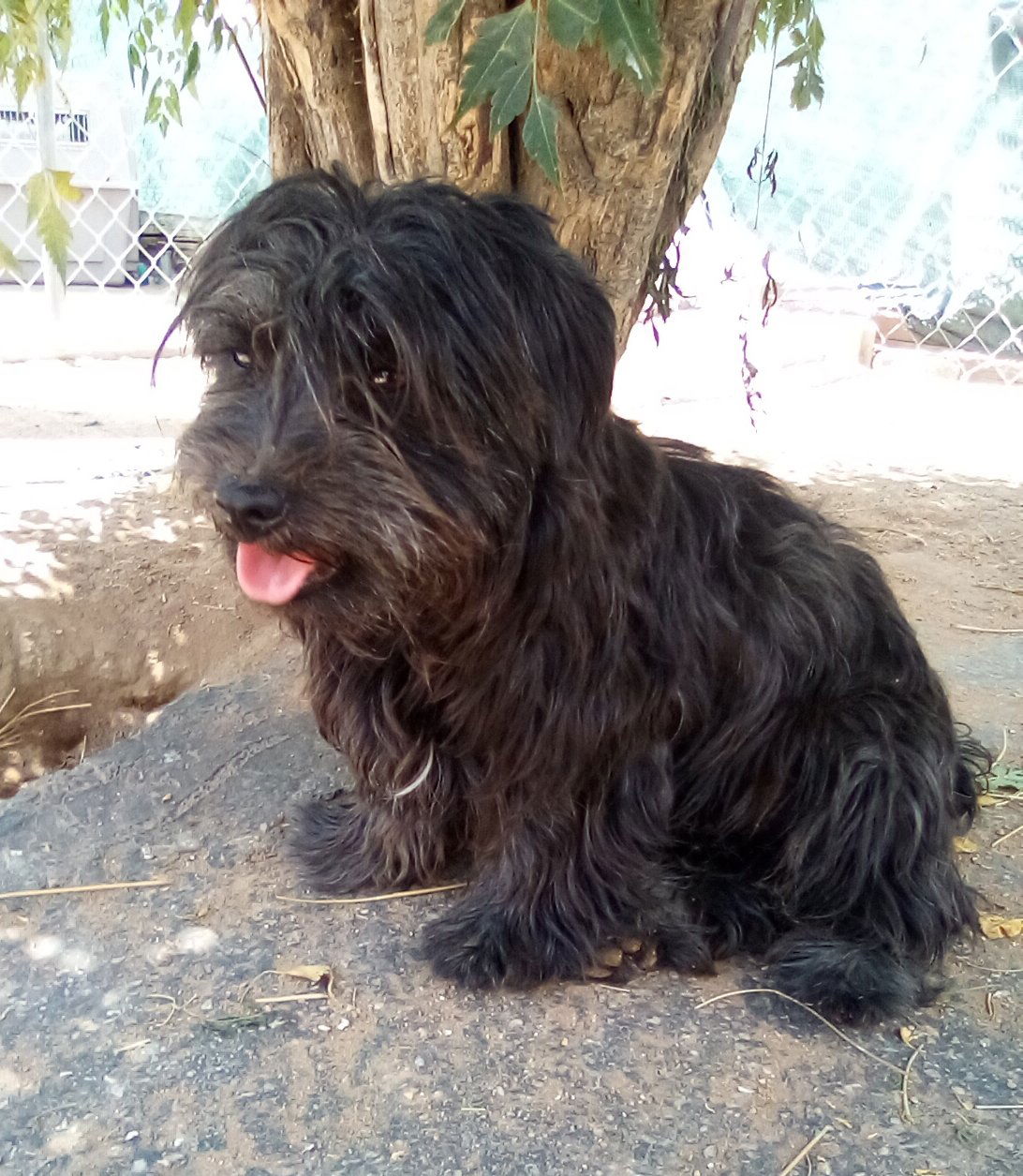 adoptable Dog in Apple Valley, CA named Jack London